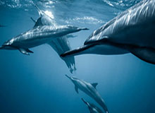 评述：竞技规则只有与胜负相关才有生命力